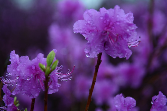 雨中杜鹃