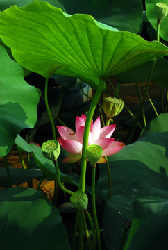 荷花