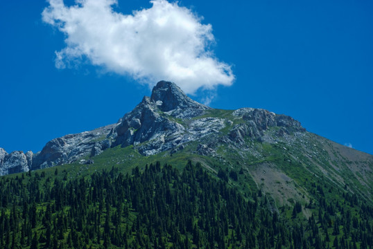 天山林场