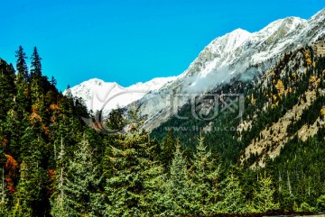 雪山 森林