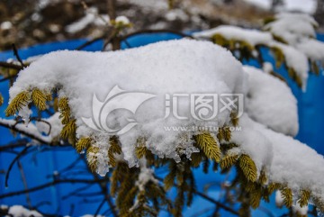 积雪的树梢