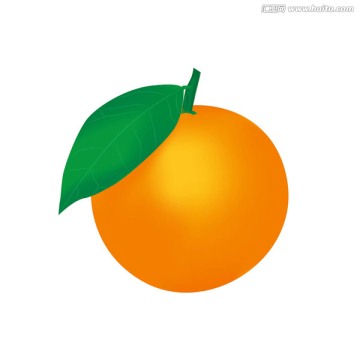 新鲜橙子矢量图
