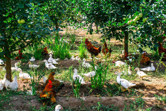 农场生态园养鸡鸭