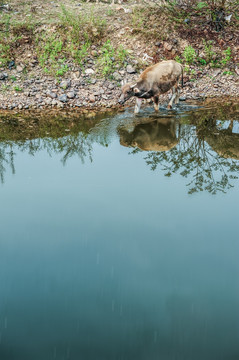 水牛