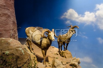 非洲岩羊 非洲野生动物