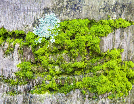 椰树干苔藓