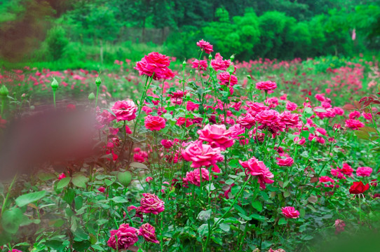 玫瑰花田