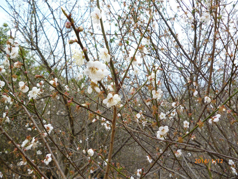白梅花