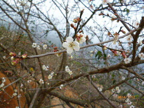 白梅花