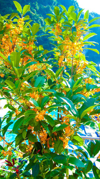桂花