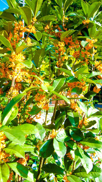 桂花树