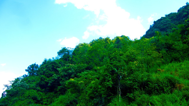 树林 山岭