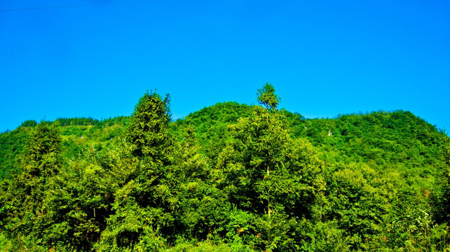 树林 大山
