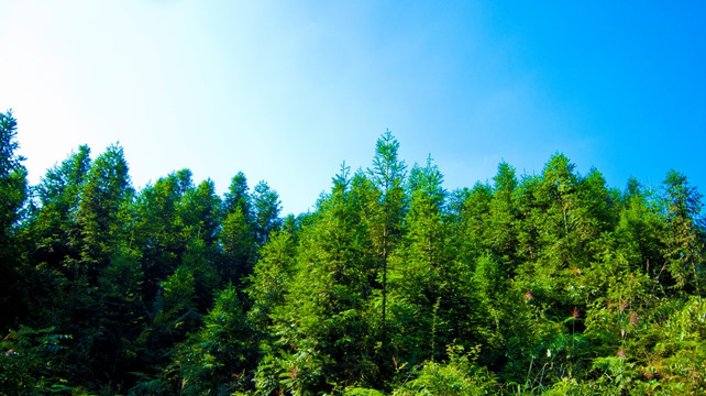 树林 山林