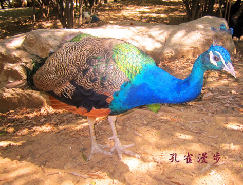 孔雀漫步
