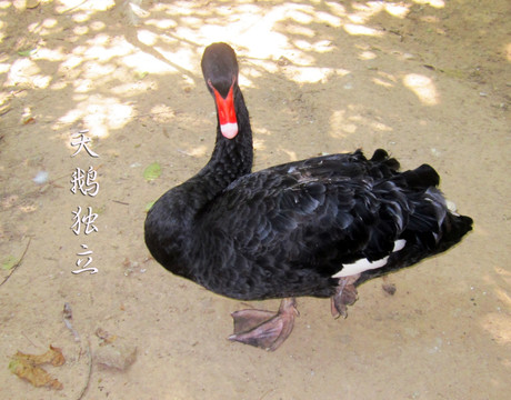 天鹅独立