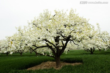 梨花梨树