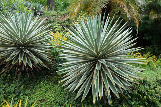 热带植物 树木 观赏植物 植物