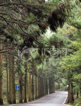旅游公路 杉树林