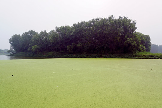 湖面水藻