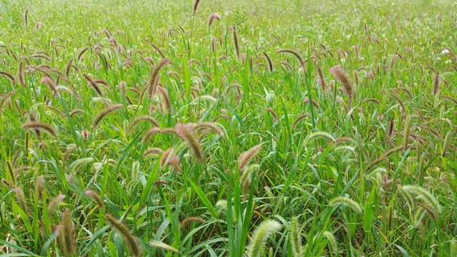 狗尾草草地