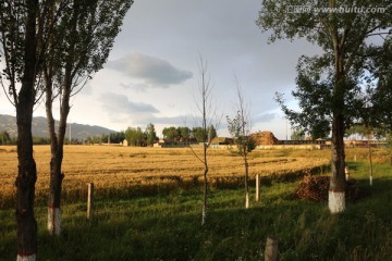 雨后麦田