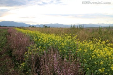 紫苏 油菜田