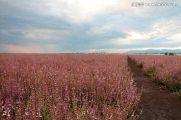 紫苏花田