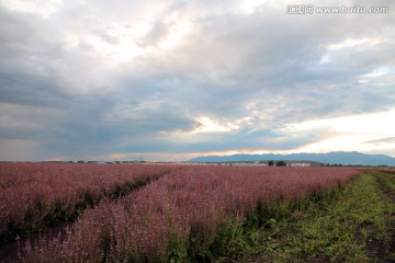 紫苏花田