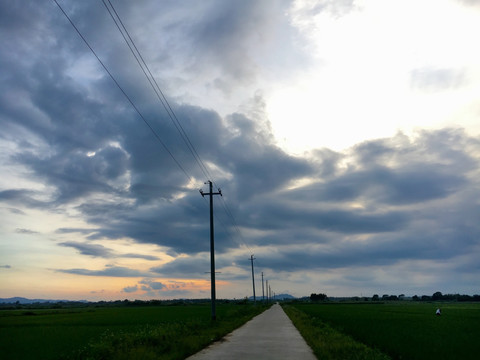 稻田