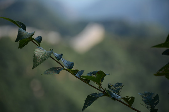 长城一树枝