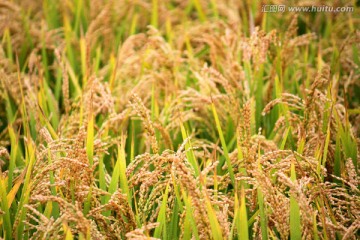 稻穗 五谷 水稻