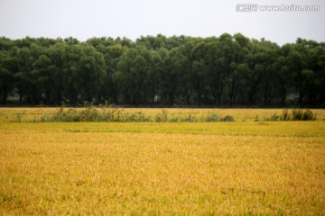 水稻田 稻子