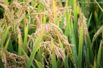 水稻田 稻子 稻穗