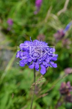 蓝盆花