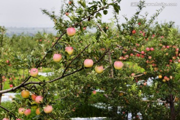 挂满苹果的果园