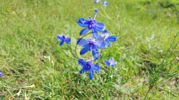 草地上的蓝色花朵