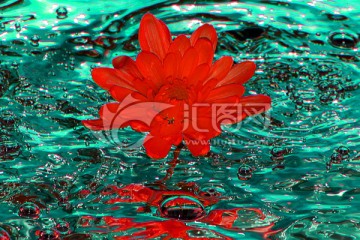 水波纹之水里红色花朵