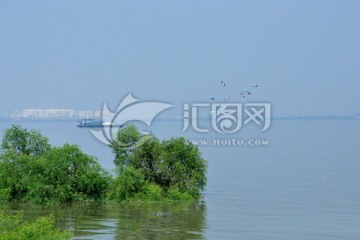 红树林