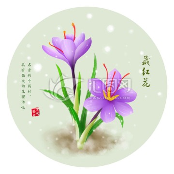 手绘藏红花 番红花