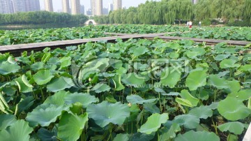 荷花池