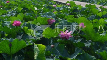 荷花池