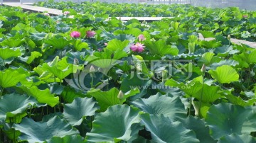 荷花池
