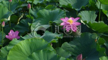 荷花池