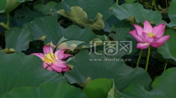 荷花池