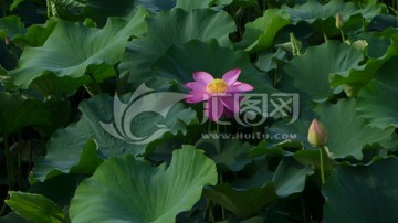 荷花池