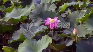 荷花池