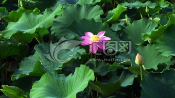 荷花池