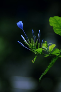 蓝雪花