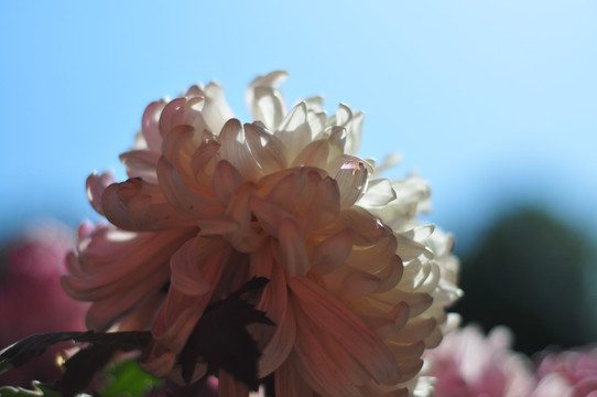 秋菊绽放